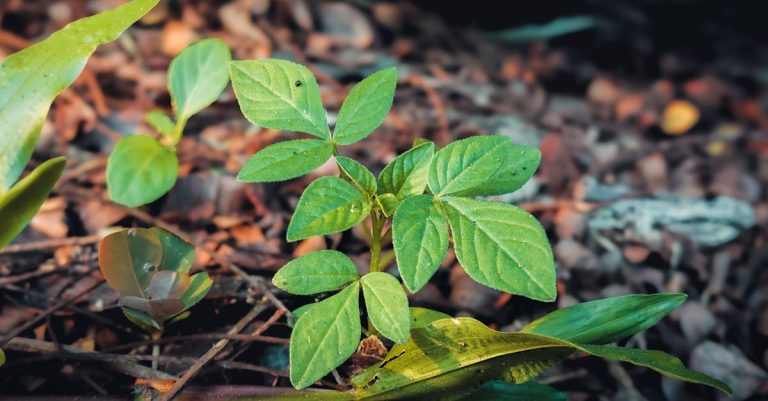 Young plant with green leaves growing in soil, representing growth and niche specialization in blogging.