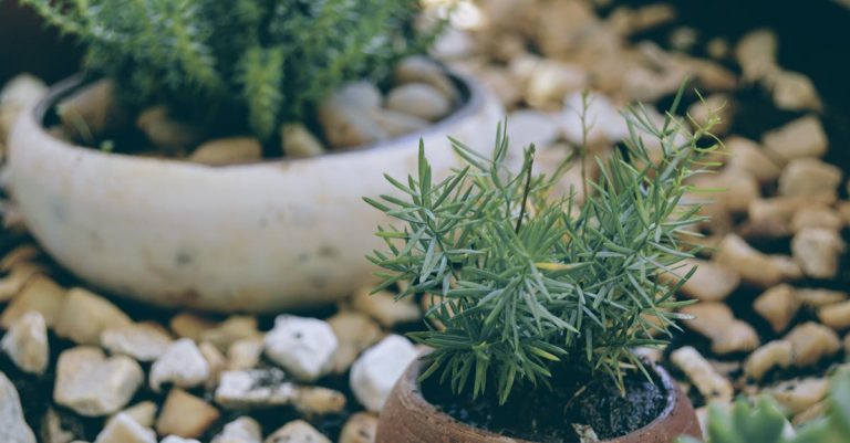 A small potted succulent plant placed on decorative rocks, with a blurred garden background.